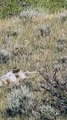 Hunting Coyotes #shorts #dogs #animals #hunter #062