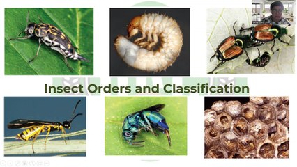 CEA TM Entomology Part 2