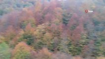 Sinop ormanlarında renk cümbüşü