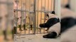 Chinese Panda Experts Arrive in Taiwan To Help Taipei Zoo's Ailing Tuan Tuan - TaiwanPlus News