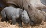 First footage of rare southern white baby rhino born at Knowsley Safari