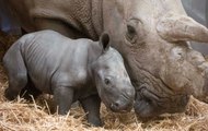 First footage of rare southern white baby rhino born at Knowsley Safari