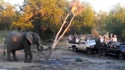 Most Amazing Moments Of Wild Animals 2022! Wild Discovery Animals p6