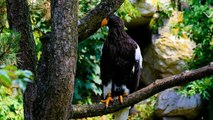 Burung pemangsa ( Bird of prey )