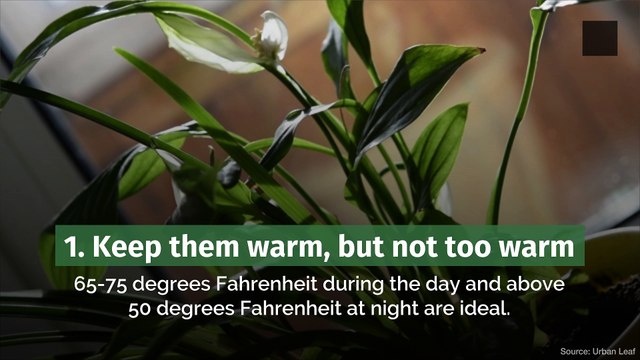 Keep Your Houseplants Alive in Fall and Winter With These Tips