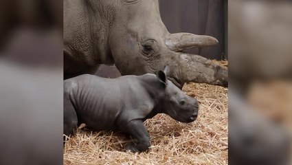 Rare southern white rhino born at UK safari park seen in adorable first footage