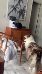 Sharing The Cat Food is Caring