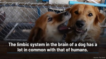 Does Your Dog Have Emotions?