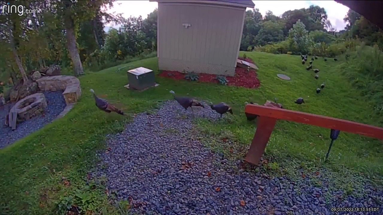 Turkeys March in Single-File Line