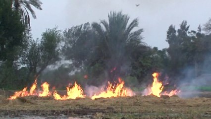 قش الأرز المتهم في أزمة السحابة السوداء أصبح سلعة مربحة في مصر