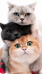 kucing berpelukan #kucinglucu #catshorts #catslover #catsfunny #kucinglovers #kucingimut