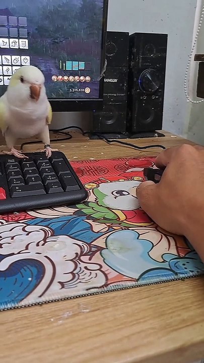 Pet Parrot Is a Bit Clingy