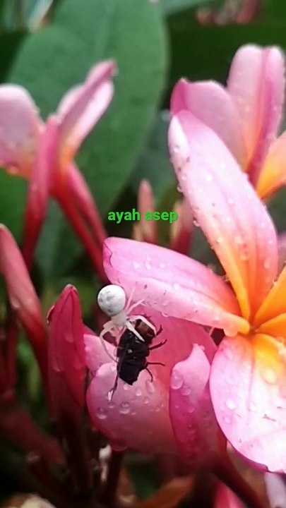 flies fight with spiders