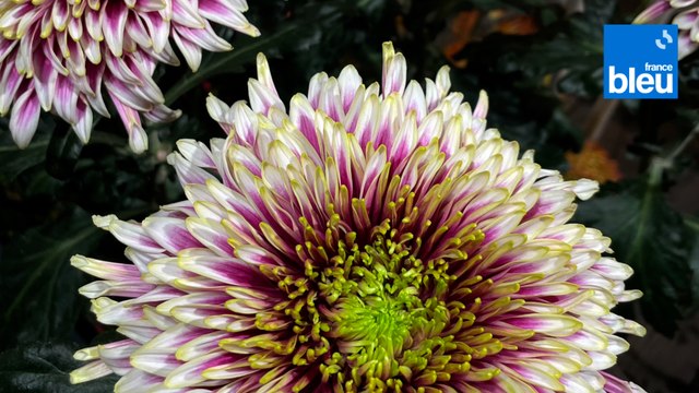 Roland Motte, jardinier : chrysanthèmes et pomponettes pour la Toussaint mais pas que !