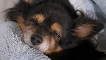 Bonfire Night 2022: Dogs Trust issue advice on how to keep pets safe and calm from fireworks