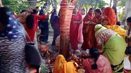 Women worshiped the gooseberry tree and made seven rounds