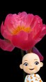 Babsy Baby Loves Beautiful Blooming Flowers Timelapse ❤️ Speed Flowers 