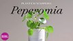 Everything You Need to Know About Peperomias | Plant Encyclopedia | Better Homes & Gardens