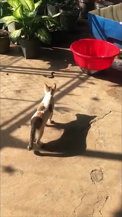 Cat VS Snake 