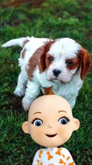 Babsy Baby Loves Cute Baby Dogs Compilation ❤️ Cutest Puppies 