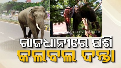 Wild tusker enters Bhubaneswar; watch what happened next