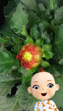 Babsy Baby Loves Beautiful Blooming Flowers Timelapse ❤️ Red Dahlia Time Lapse