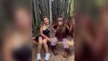 Cheeky monkey: ‘Flirty’ orangutan pulls tourist in for kiss in Bangkok
