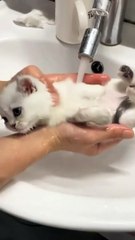 white cat wash