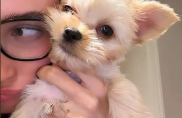 Justin and Hailey Bieber welcome new puppy into their family: 'Oscar's new baby sister'