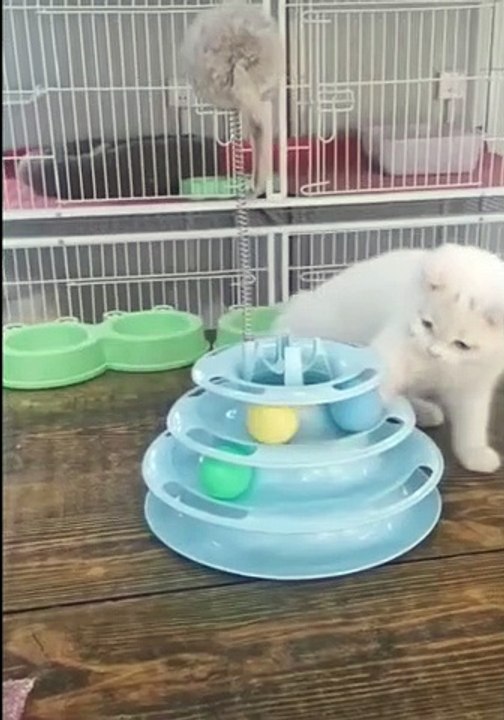 Lua the Cat Plays with Ball