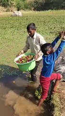 पानी में ऐसे तैयार होती है सिंघाड़े की फसल,देखे वीडियो