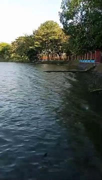 Spot Mancing Ikan Nila di Blok Dayung Indramayu