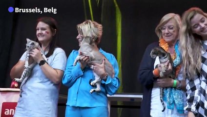 'Most beautiful cats in the world' judged at contest in Belgium