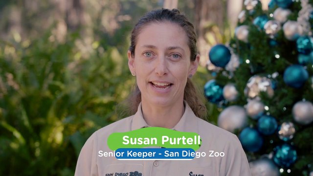Winter Wonderland at the San Diego Zoo for These Polar Bears
