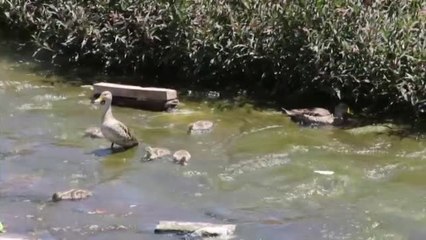 Santiago de Chile recupera uno de sus ríos urbanos tras diez años de trabajo