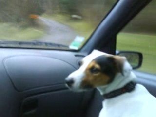 Notre Parson Jack Russell dit Le môme