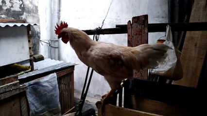 Ayamnya Berkokok,Merdu banget!