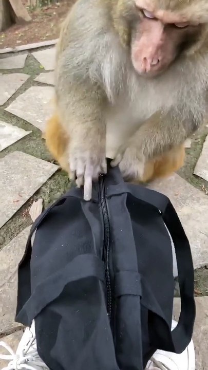 Monkey Visit