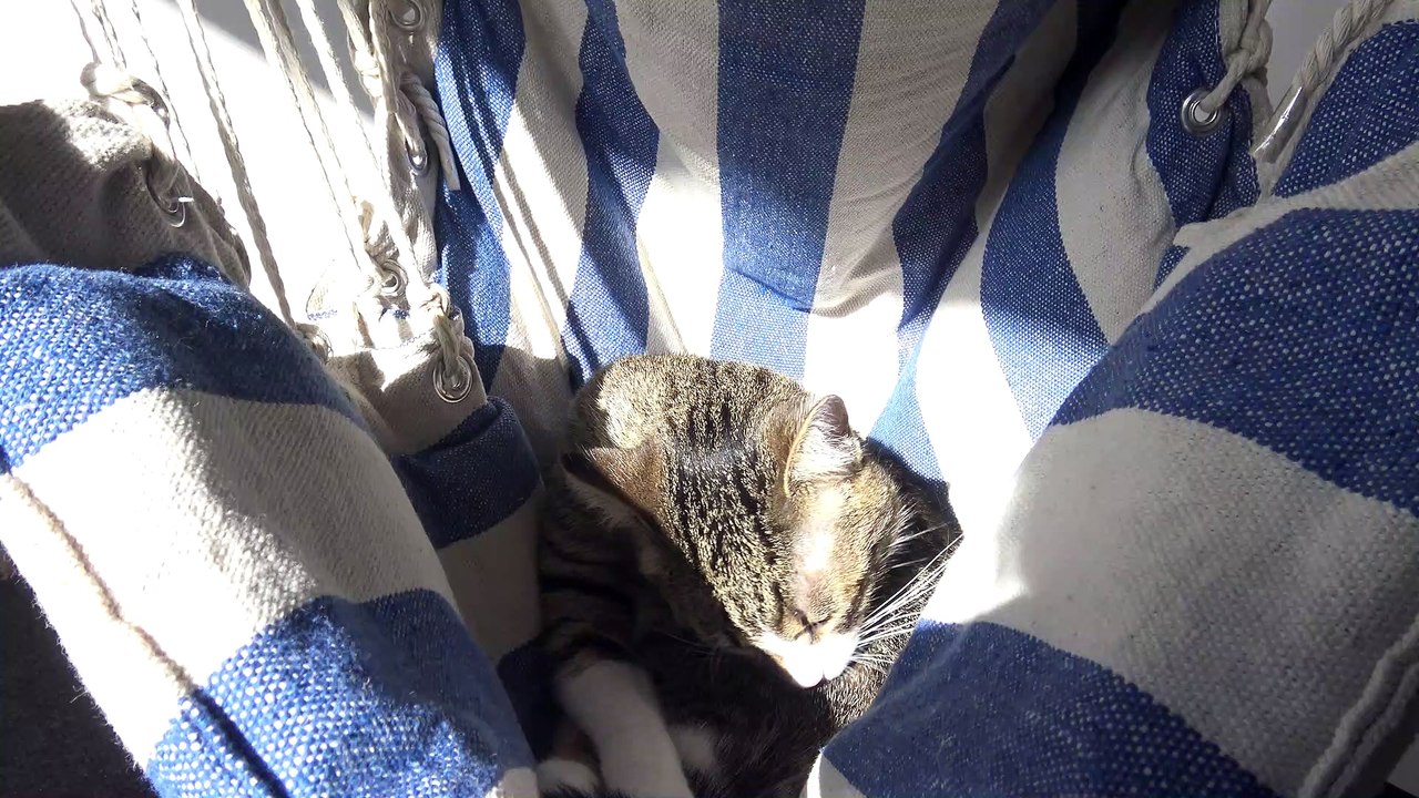 Little Cat Attacks from the Crib