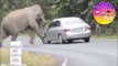 atikashsingh, Elephants attacking tourists,HeartStopping,Must Watch