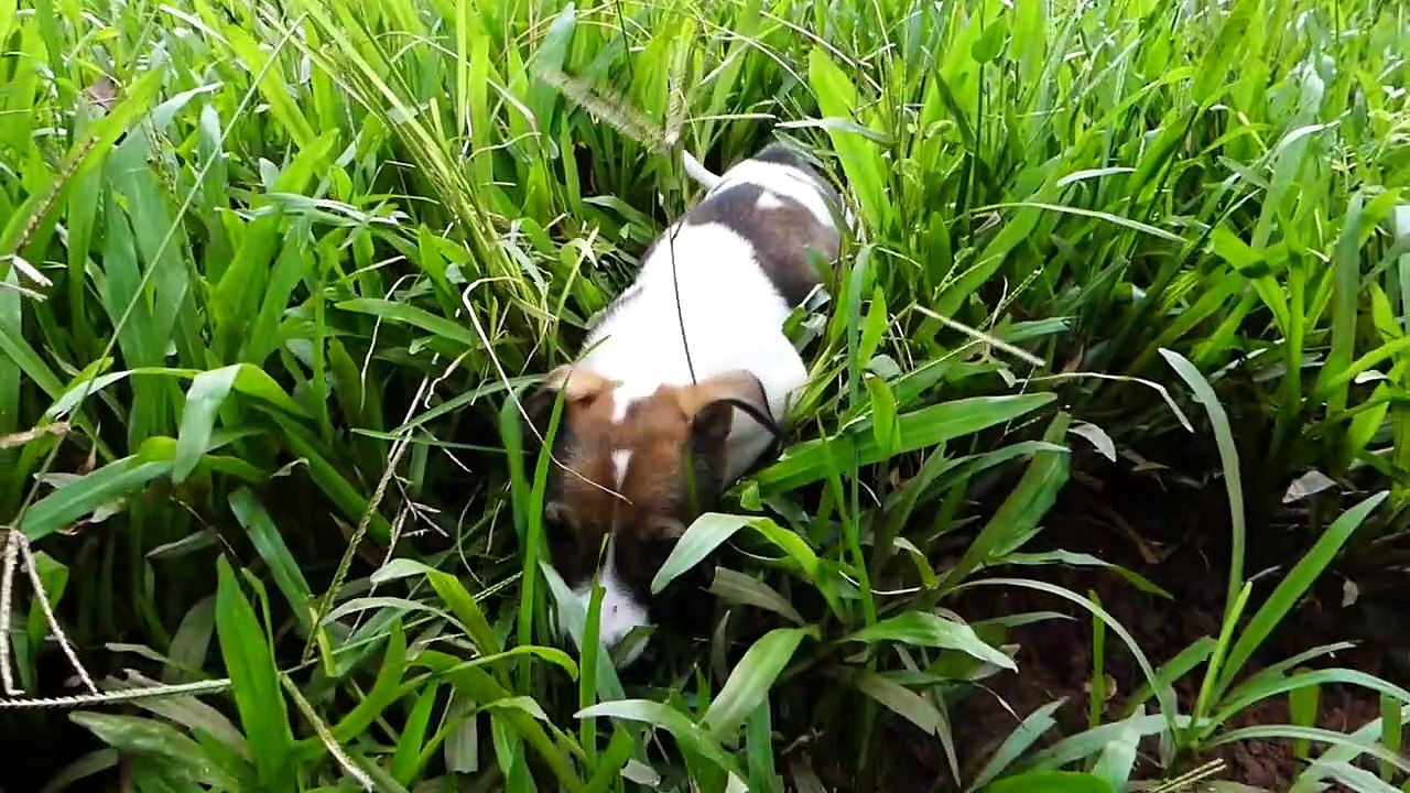 FUNNY ANIMAL VIDEO 2023 (5)