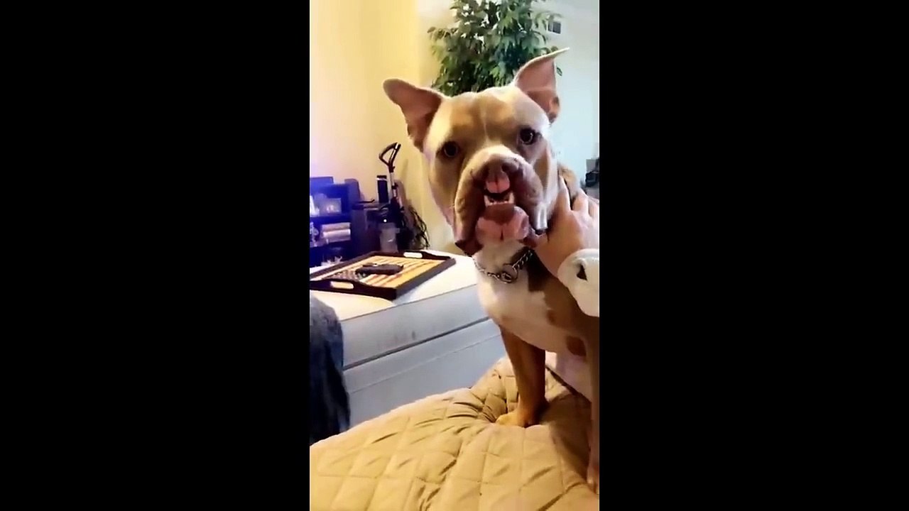 FUNNY ANIMAL VIDEO 2023 (10)