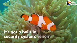 A Clownfish's Amazing Life Cycle  |  小丑魚的驚人生命週期   |   O incrível ciclo de vida de um peixe-palhaço   |   L'étonnant cycle de vie d'un poisson-clown   |   El increíble ciclo de vida de un pez payaso   |   Siklus Hidup Clownfish yang Keren Bingits