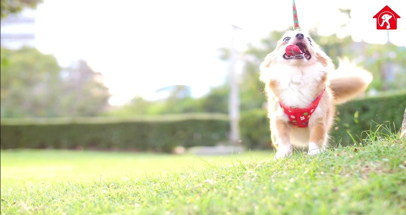 Facts About Chihuahuas  | Chihuahua Puppies Videos | 7 Surprising Things You Should Know About Chihuahuas | Animal Vised #chihuahua #chihuahuafacts #animalvised #chihuahuadog #chihuahuas  Visit to Our Website http://animalvised.com/