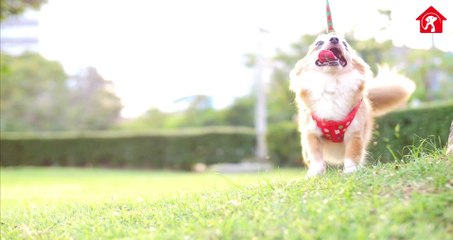 Facts About Chihuahuas  | Chihuahua Puppies Videos | 7 Surprising Things You Should Know About Chihuahuas | Animal Vised #chihuahua #chihuahuafacts #animalvised #chihuahuadog #chihuahuas  Visit to Our Website http://animalvised.com/