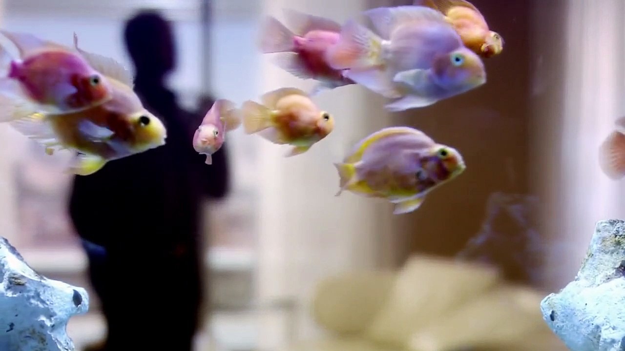 Hustle - Unehrlich währt am längsten Staffel 6 Folge 6 HD Deutsch