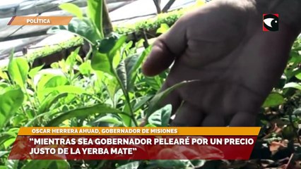 “Mientras sea gobernador pelearé por un precio justo de la yerba mate”