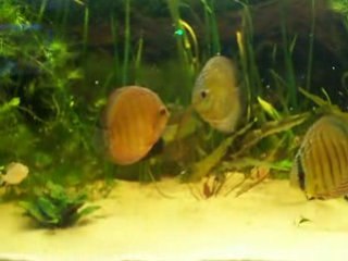 Mes sauvages 16mars 2008 video 2