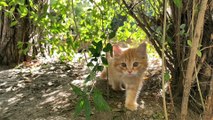 10 Most Dangerous Mistakes Cat Owners Make - Avoid These and Keep Your Feline Safe! | Animal Vised