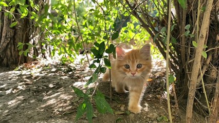 10 Most Dangerous Mistakes Cat Owners Make - Avoid These and Keep Your Feline Safe! | Animal Vised